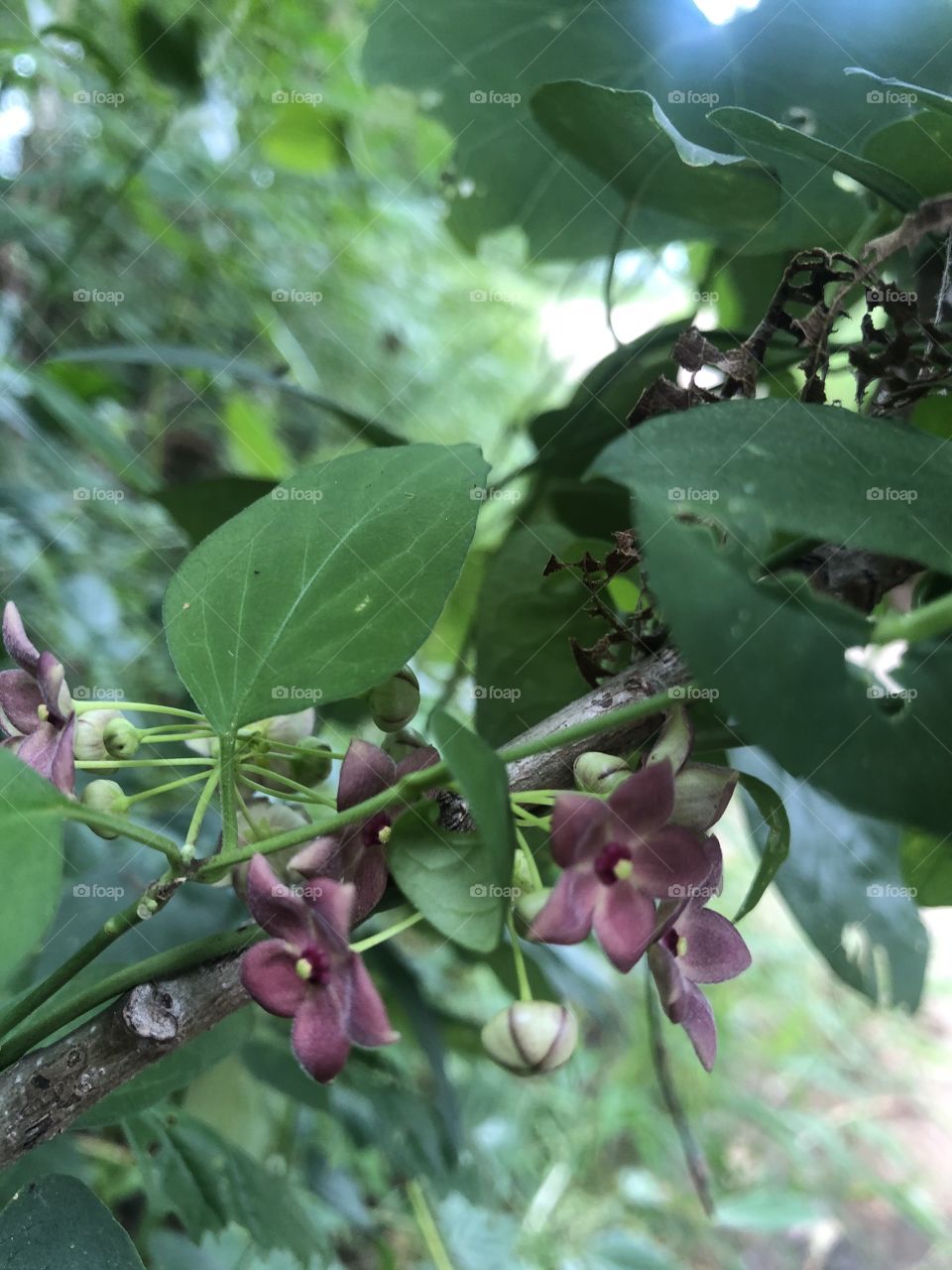 Flowers around us, my garden ( Countryside)