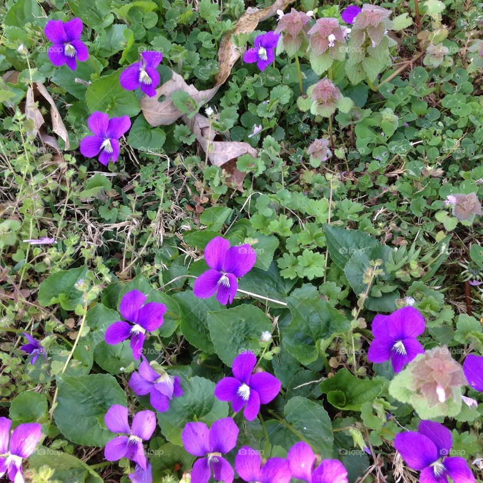 Violets