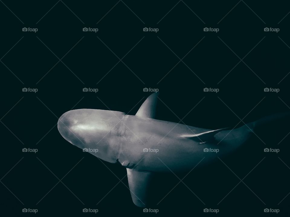 Natural light drapes across the streamline profile of a Galapagos Shark off of Oahu’s famous North Shore