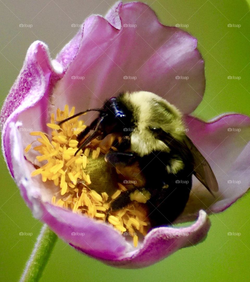 Birds and Bees in Motion