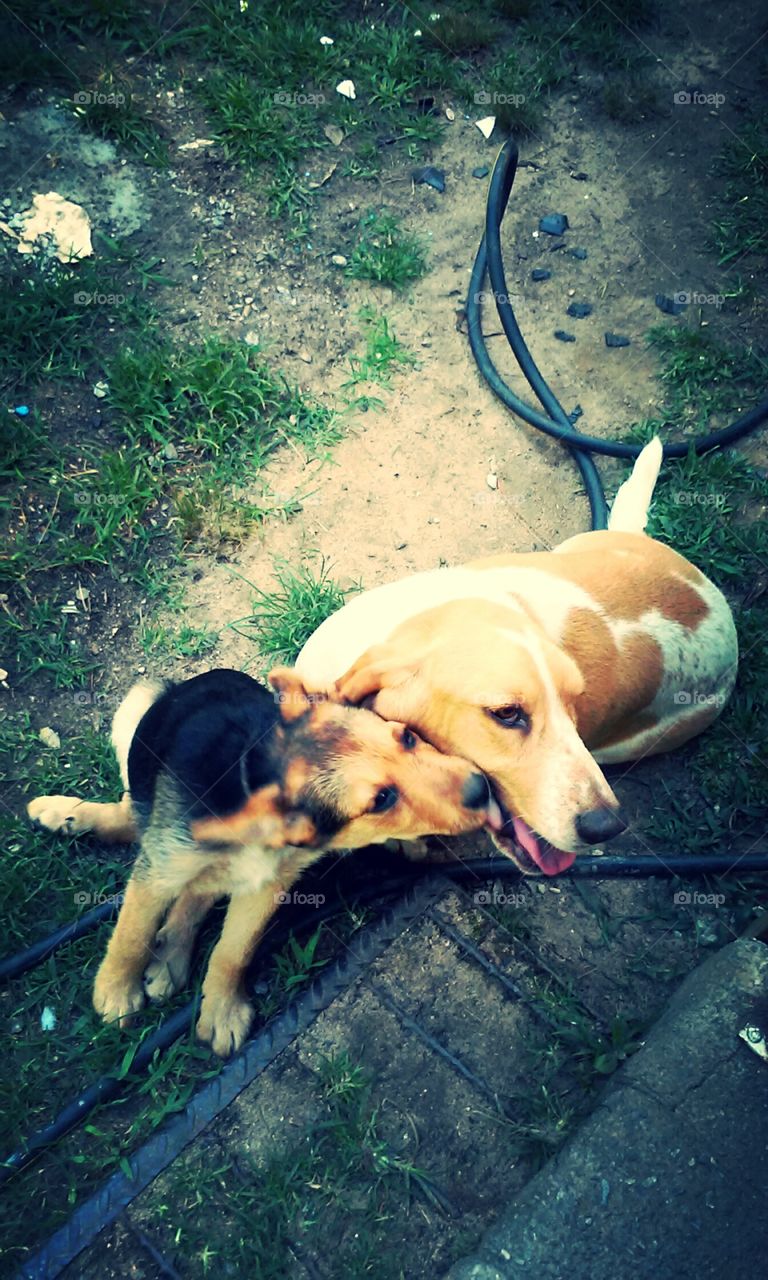 So Sweet 🐶. I love dogs 🐕