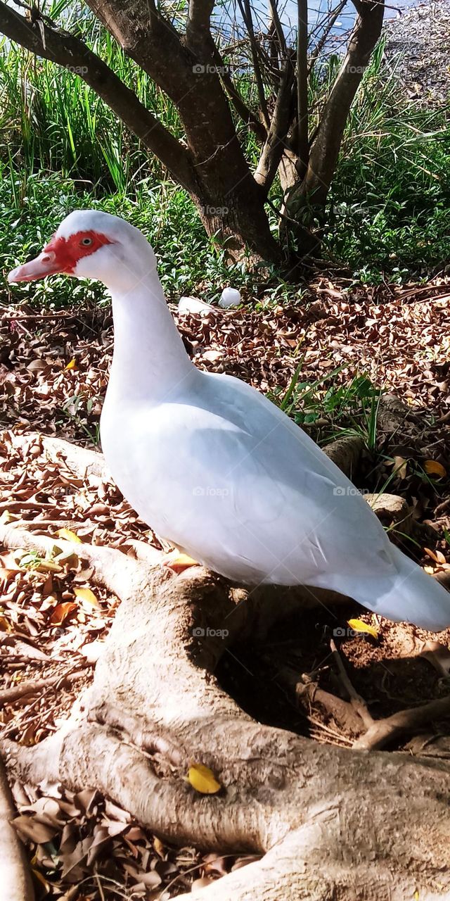 Pato