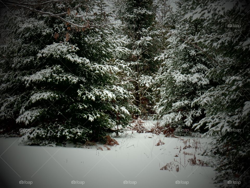 Northern Michigan 