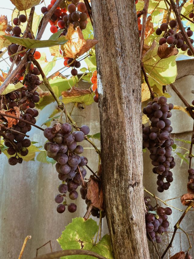 Ukrainian grapes 
