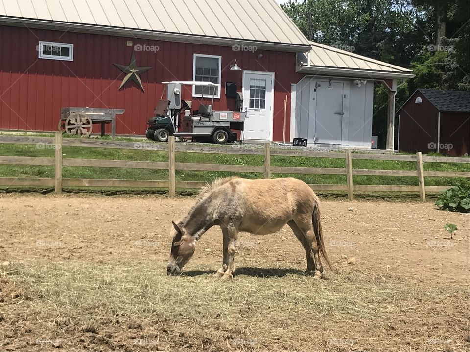 A pony eating and enjoying the sun.