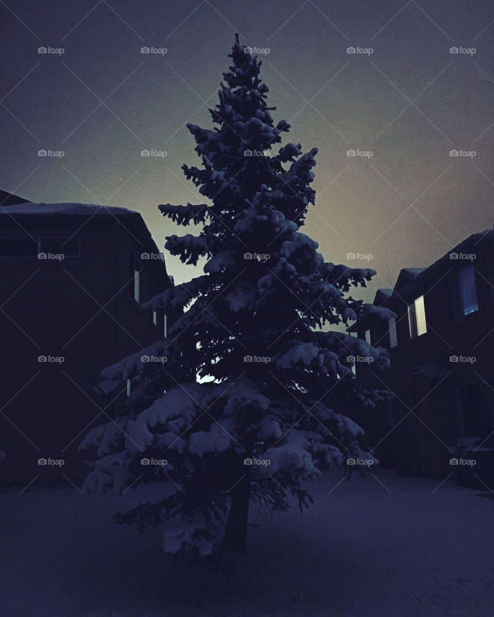 Winter tree