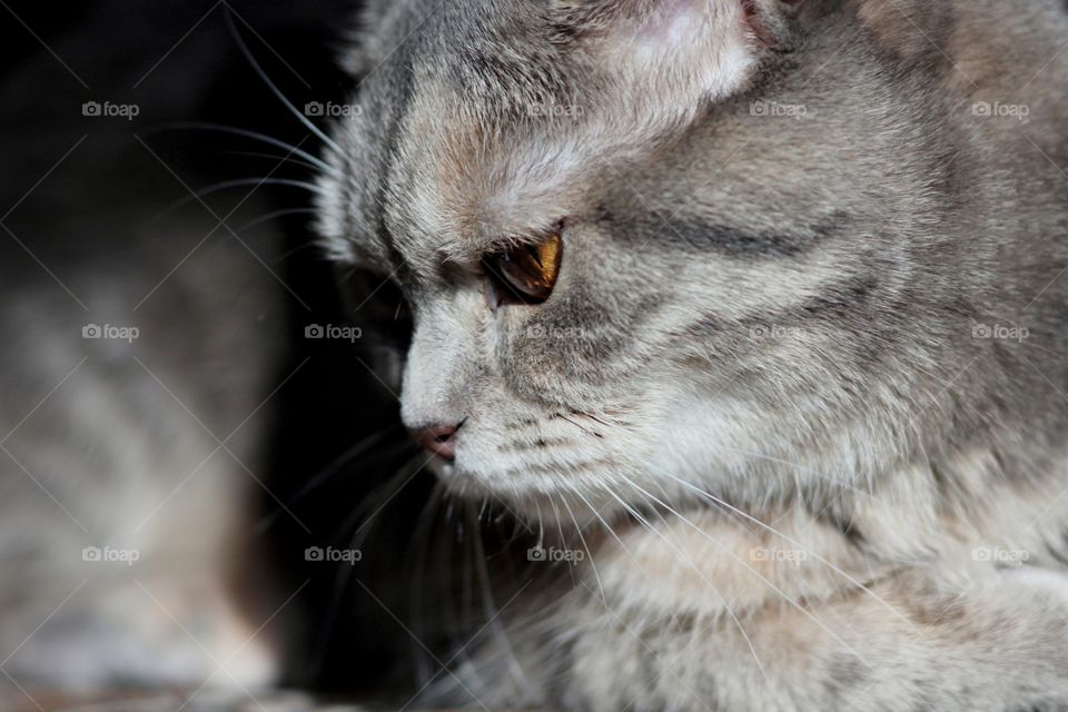 Scottish straight cat with orange eyes