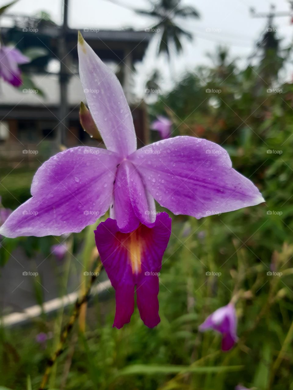 beautiful orchid flower in my garden