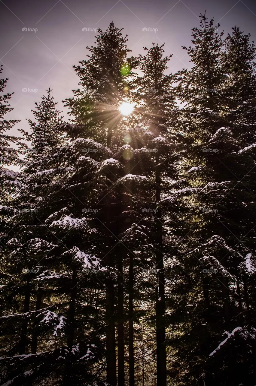 Walk in the woods