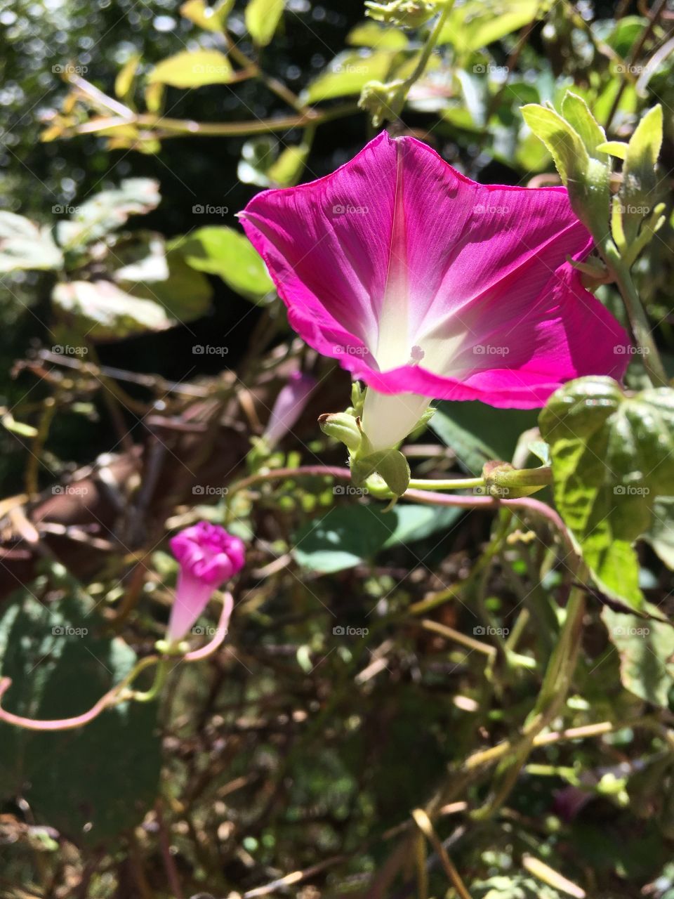 Morning Glory: open or close