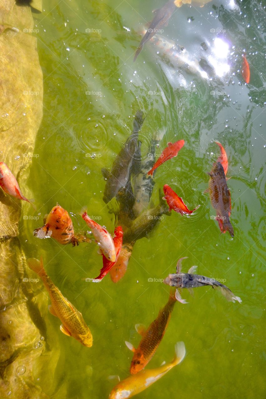 Feeding Koi