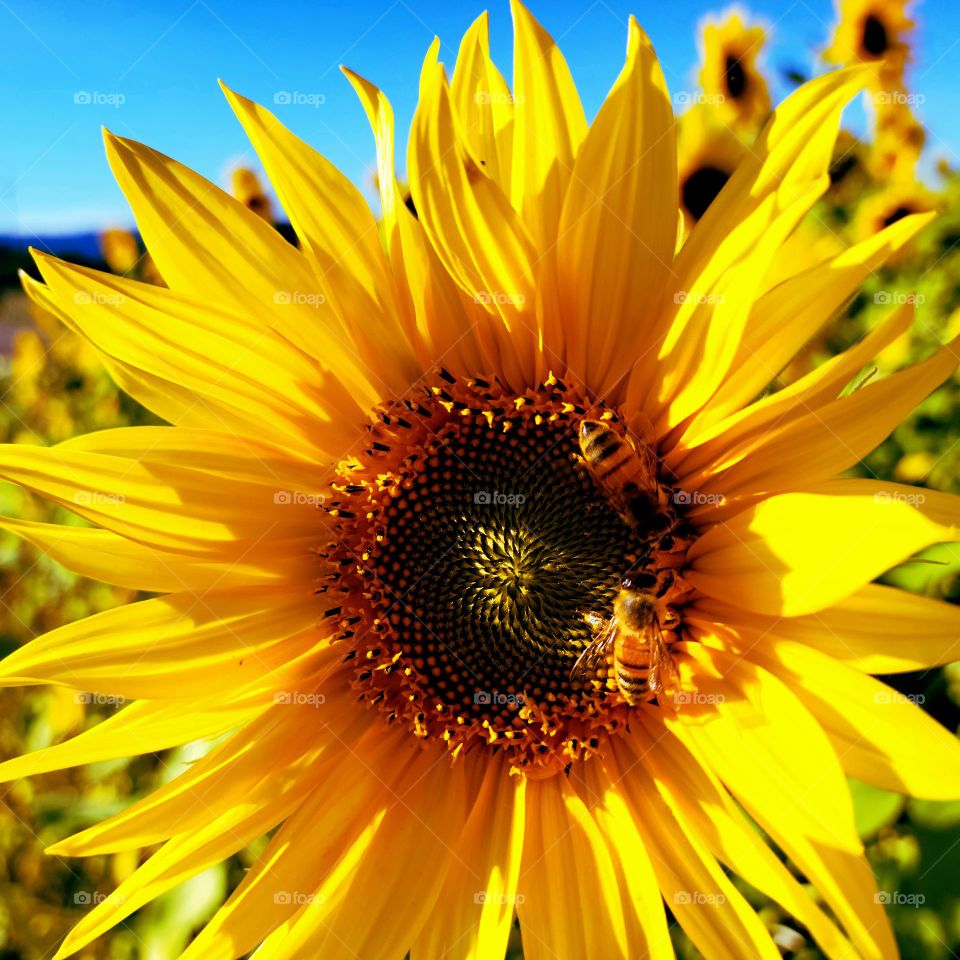 sunflower and bees
