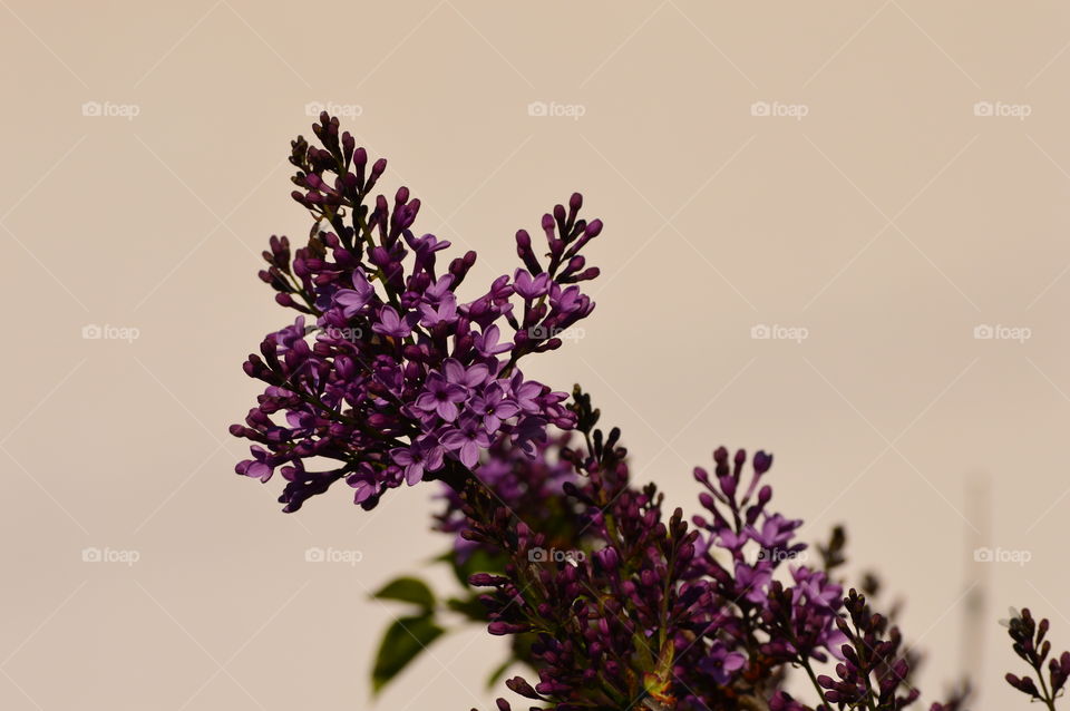 Lilac flowers in our garden