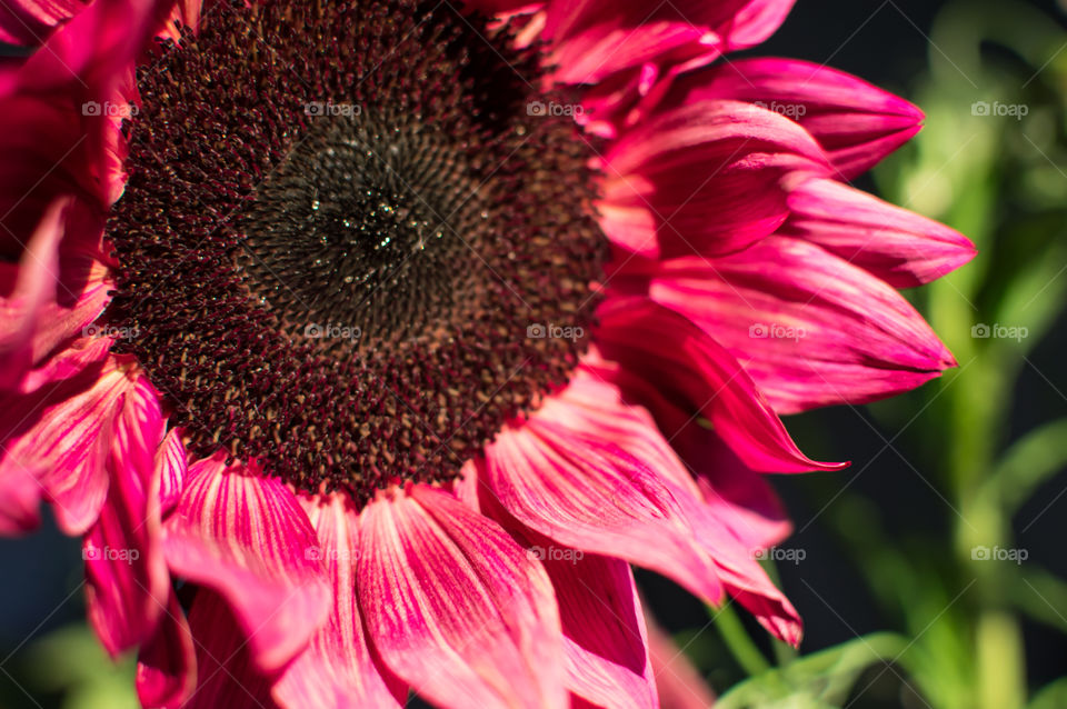 Beautiful sunflower closeup on petals and stamen  in sunlight full frame flower head with pink red and purple petals dyed flower art floral photography 
