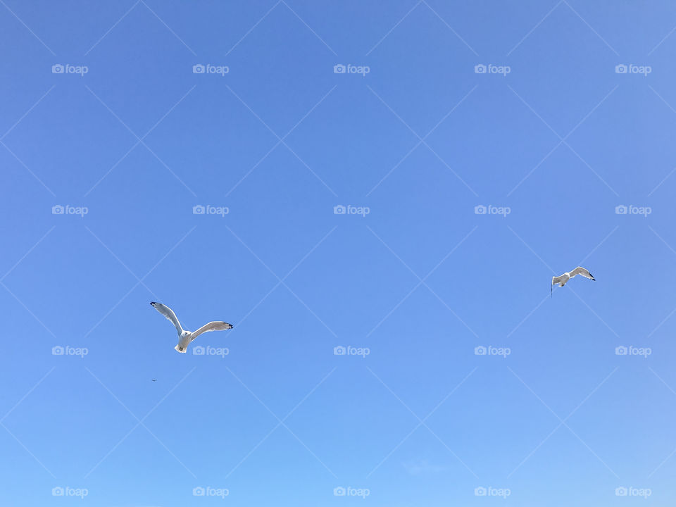 Seagull Birds Flying through Clear Blue Skies