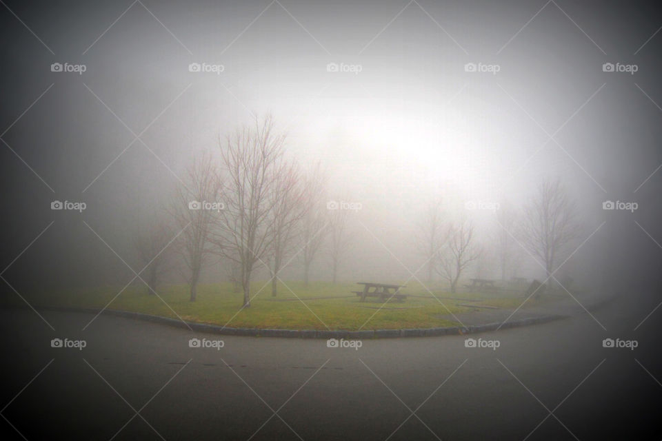 "Fog Park"
