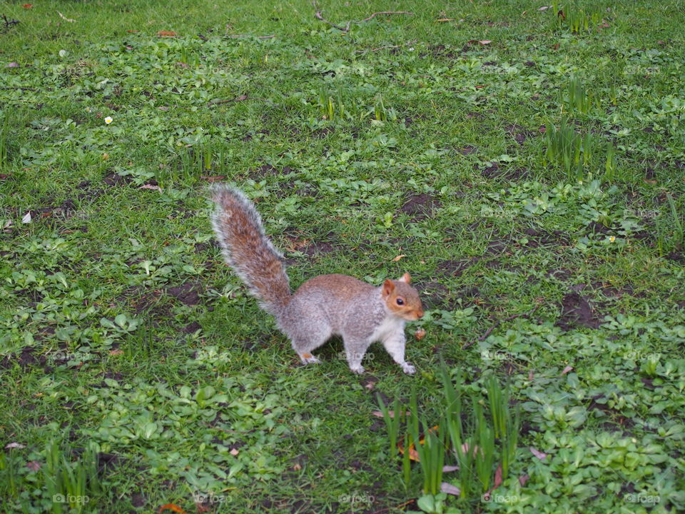squirrel in london