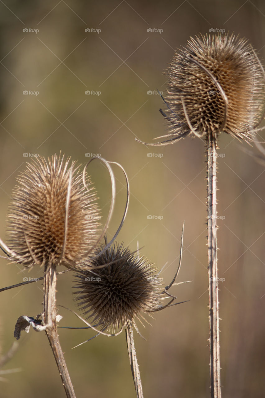 Teasels in the woods. A group of teasels in close-up in autumn