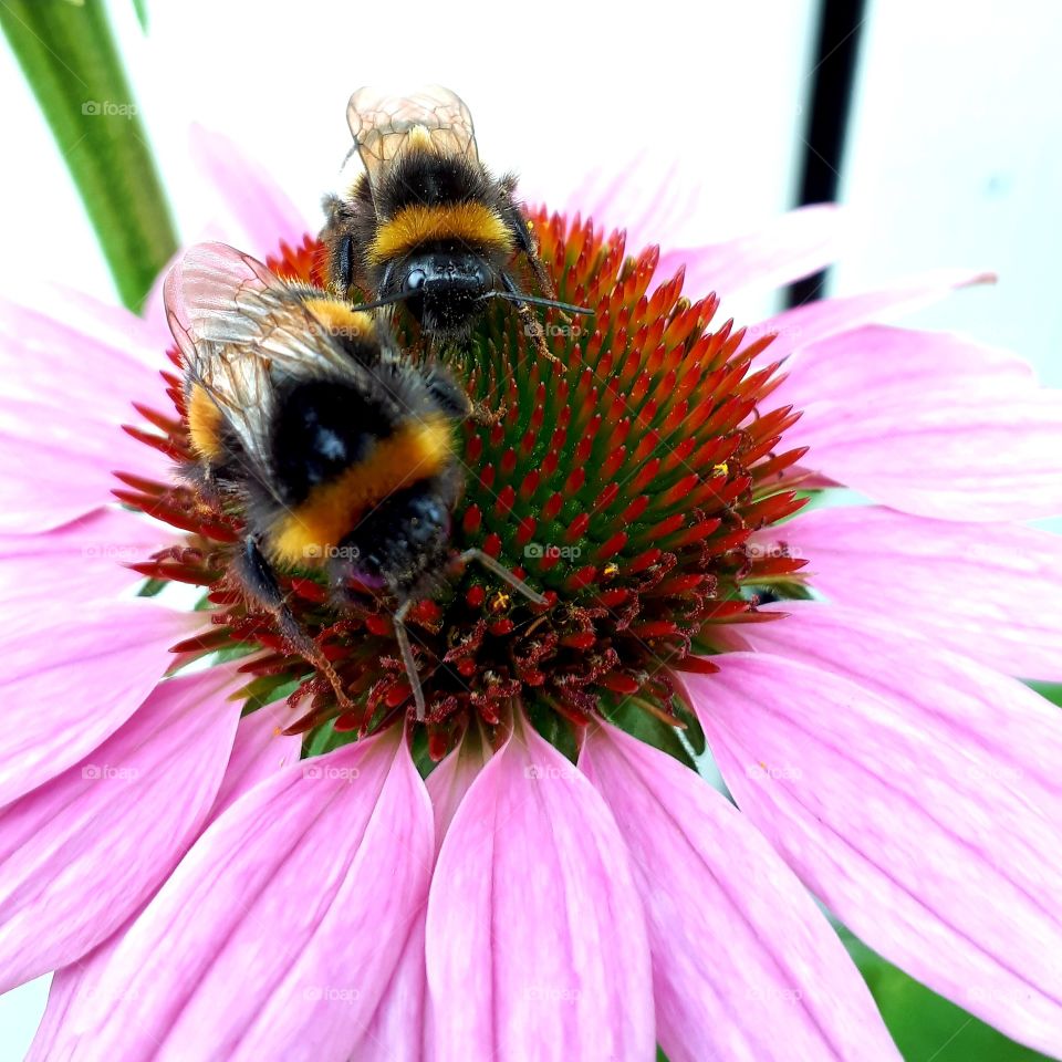Two bumblebees on a red echinacea