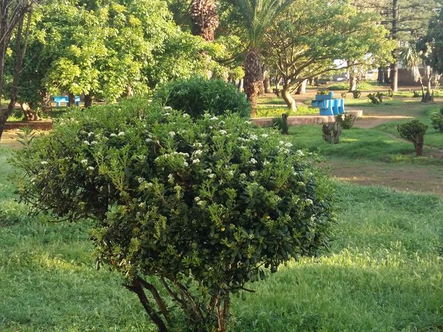 garden