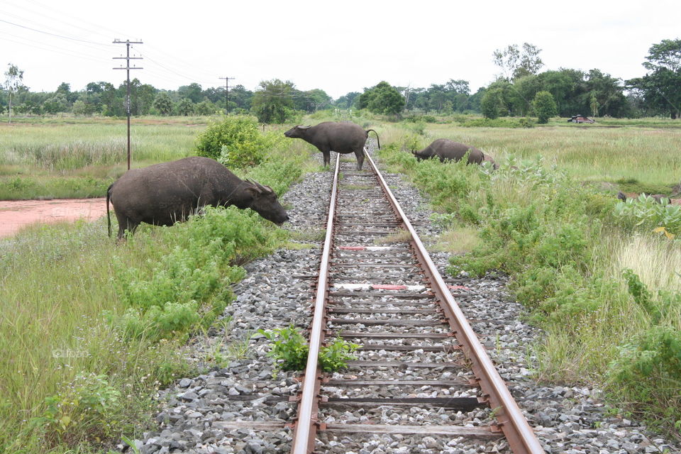 Environmental friendly railway