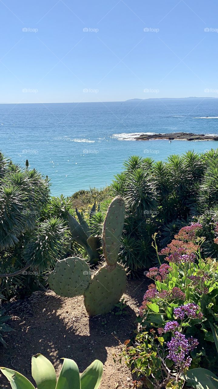 A cactus on the coast near the ocean during the day.