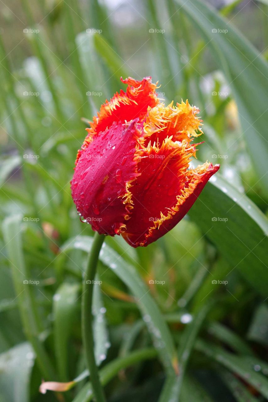 tulip