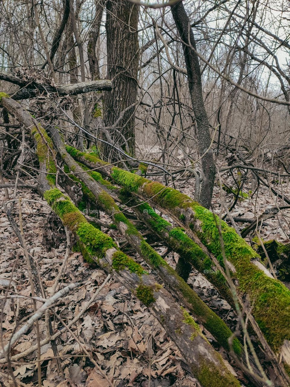 Fallen trees covered with green moss carpet among fallen leaves in autumn forest. Trees without leaves at the background