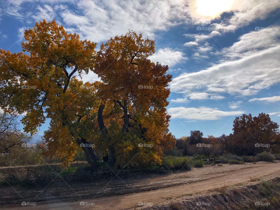 Autumn colors and blue skies  