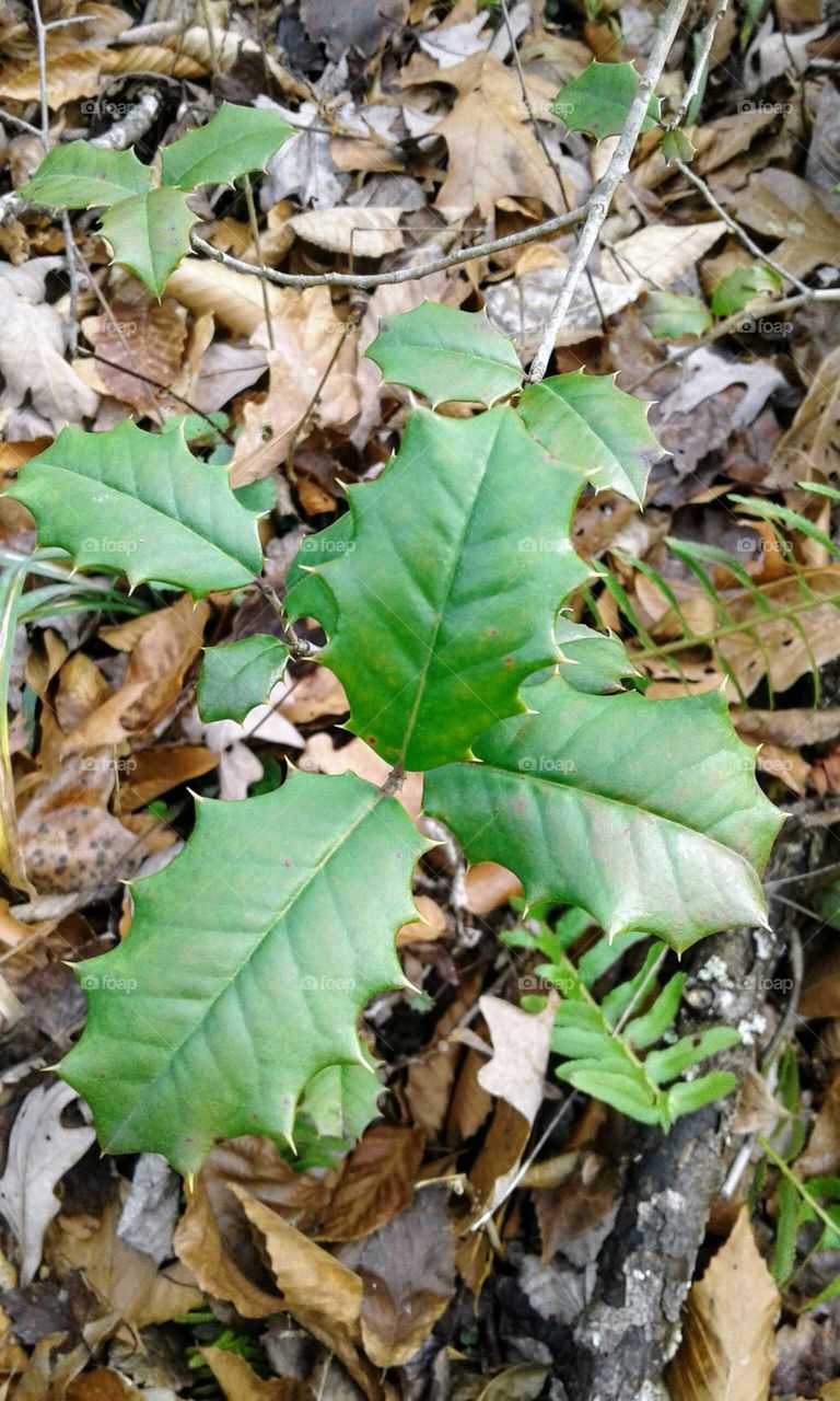 Holly Leaves