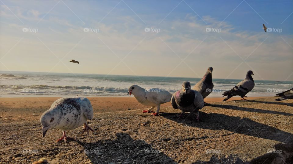 Doves at beach
