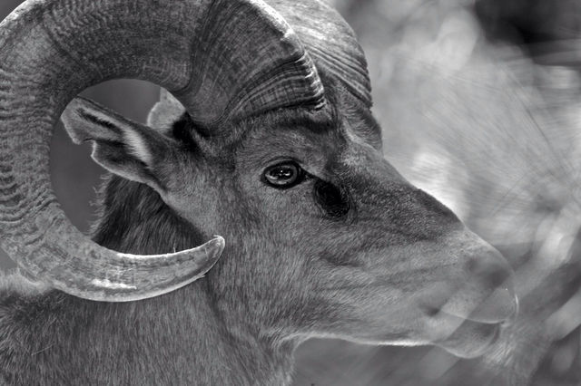 animal mammals eyes ears by mmcook