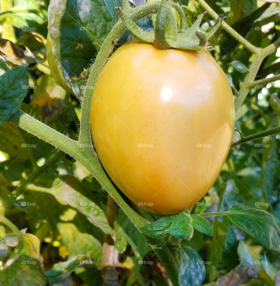 Big Tomato organic