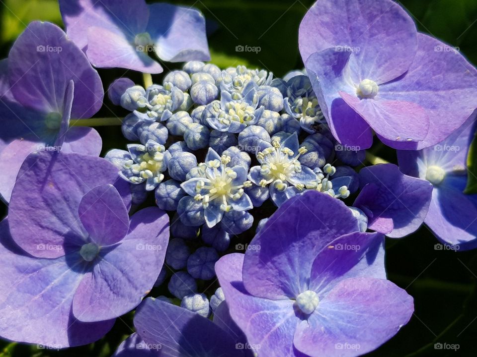 Hydrangea