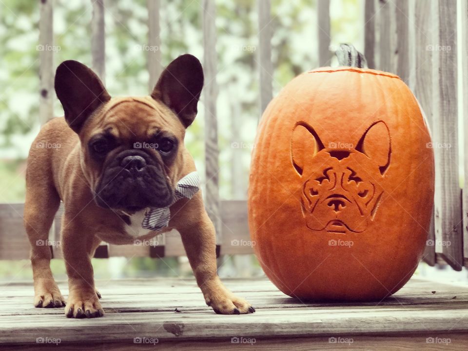 Frenchie carving 