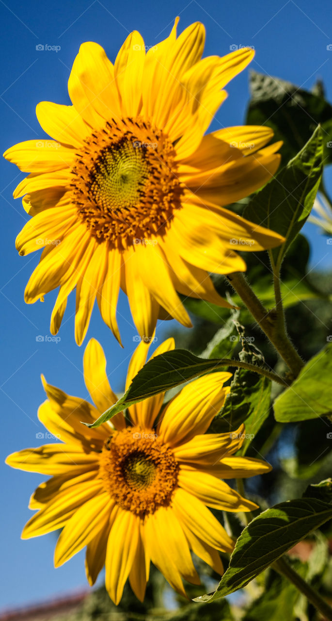 Twin sunflowers