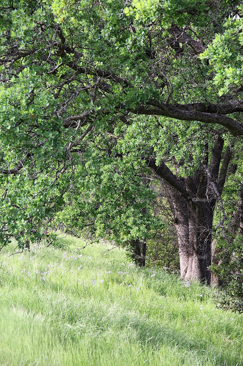 Green landscape 