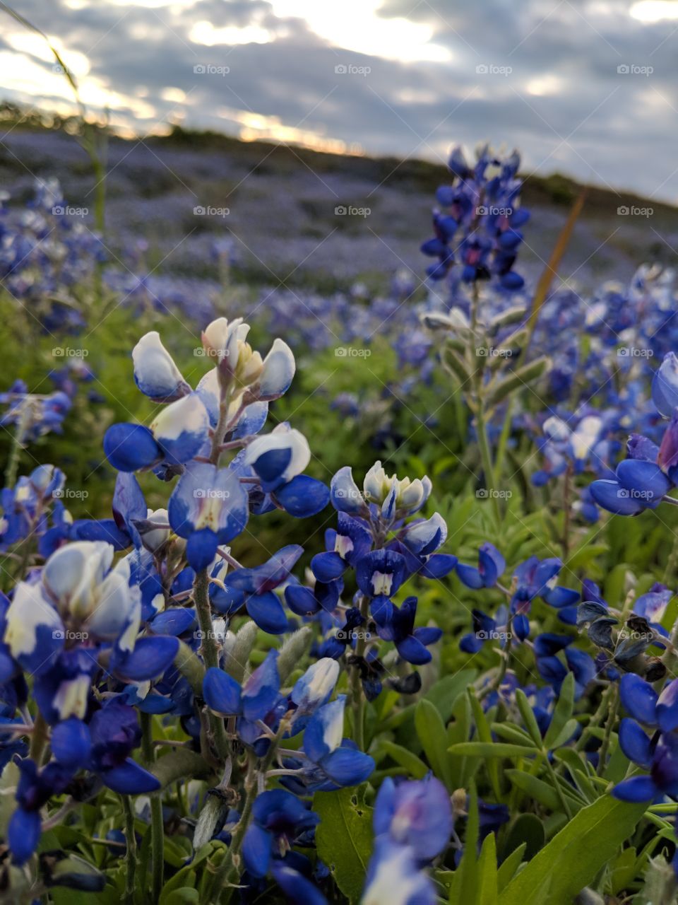 beautiful field of Bluebonnets