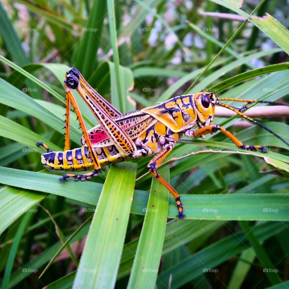 grass hopper. large grass hopper