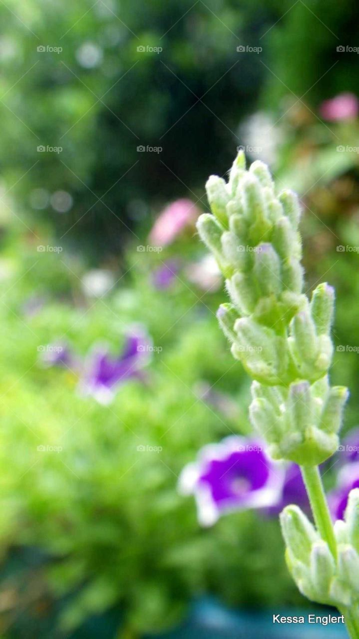 Macro Lavender and Petunia Background