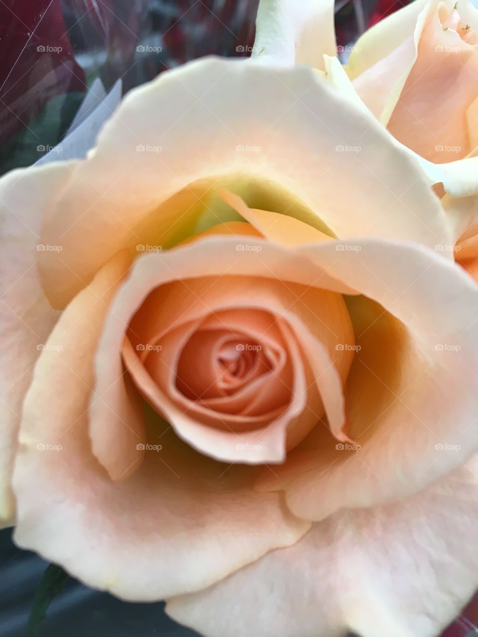 Pale peach rose
