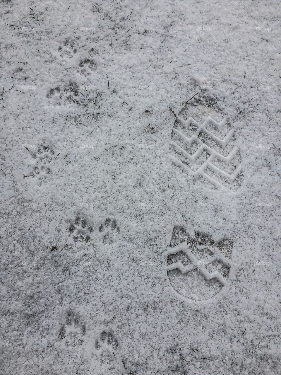 Footprints in the snow - animal paws and people paws!