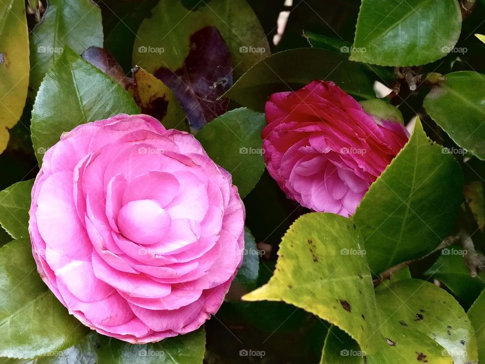 Wild Pink Roses blooming in Spring