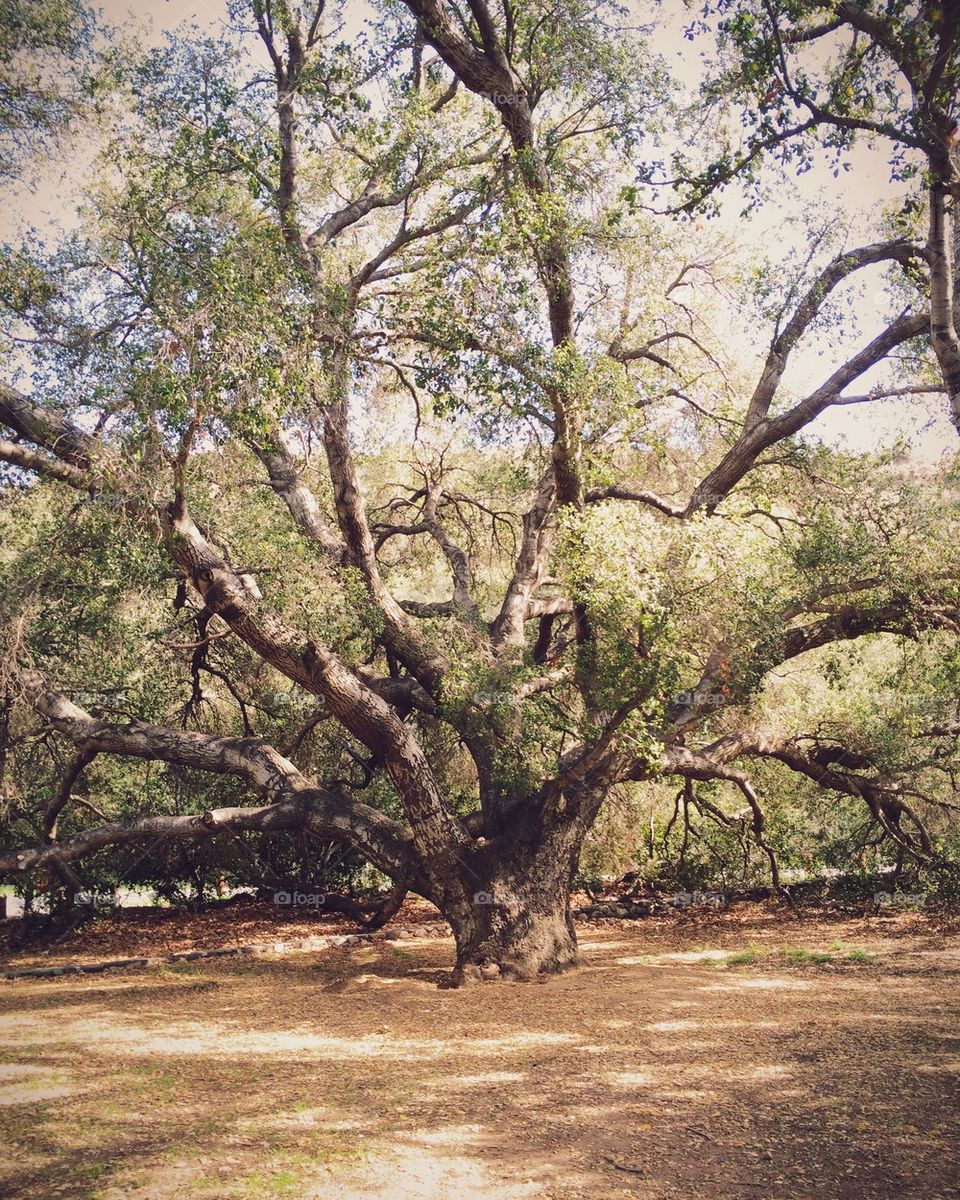 Wise old oak 