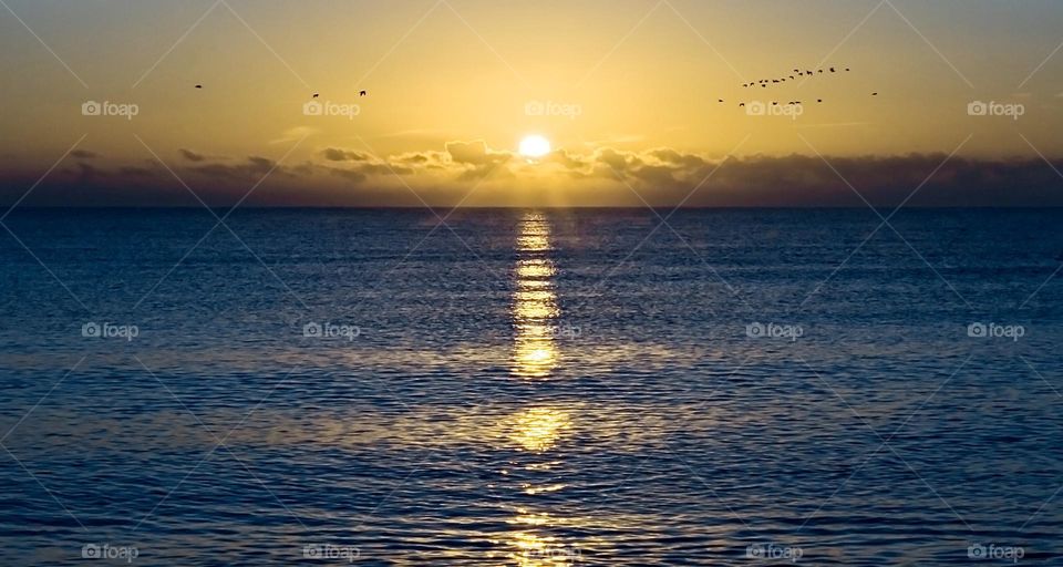 Seagulls fly across the sky as the sunrises over the English Channel at Winchelsea Beach, UK 