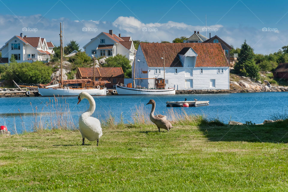 Swans family strolling in old port in Stavanger. Norway. Europe