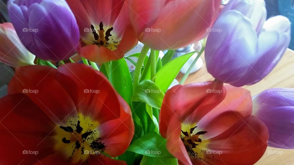 Close-up tulips