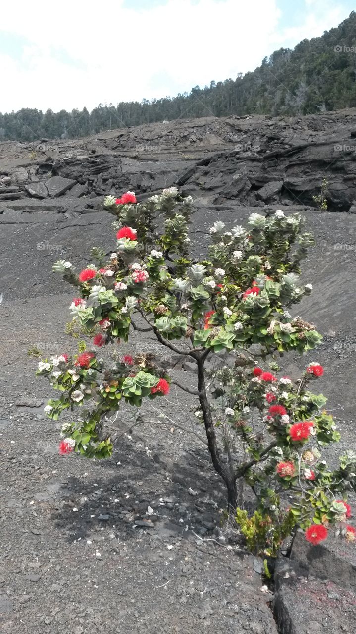 Ohia Lehua at the volcano crater,  beautiful colorful plant