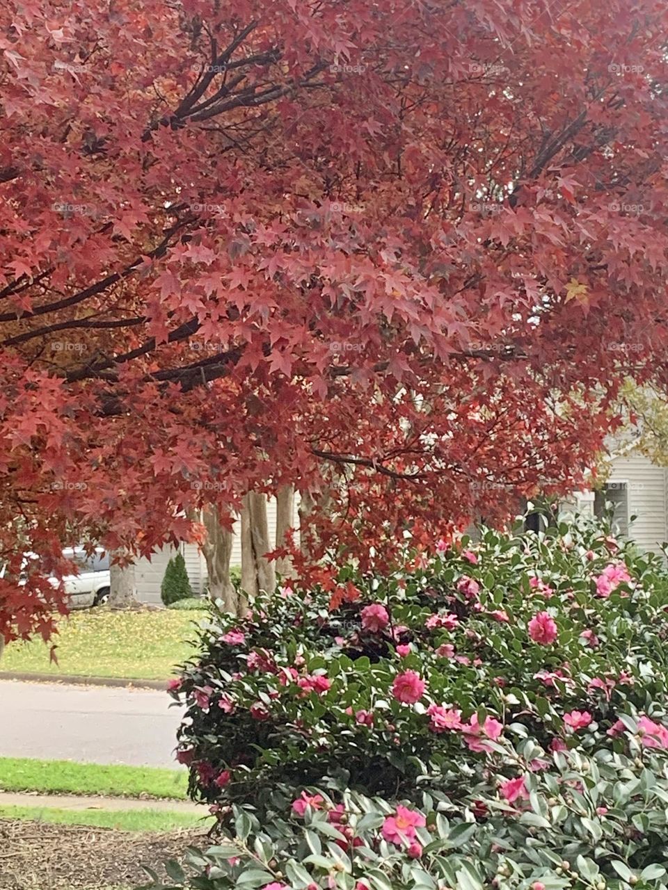 Leaves and blooms