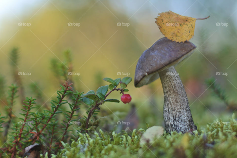 Mushroom, autumn, macro, macro mushroom, macro autumn, leaves, yellow, north, mushroom photo, mushroom photo, mushroom autumn, september, October, August, macro beauty,
